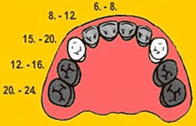 Durchbruchzeiten Milchgebiss